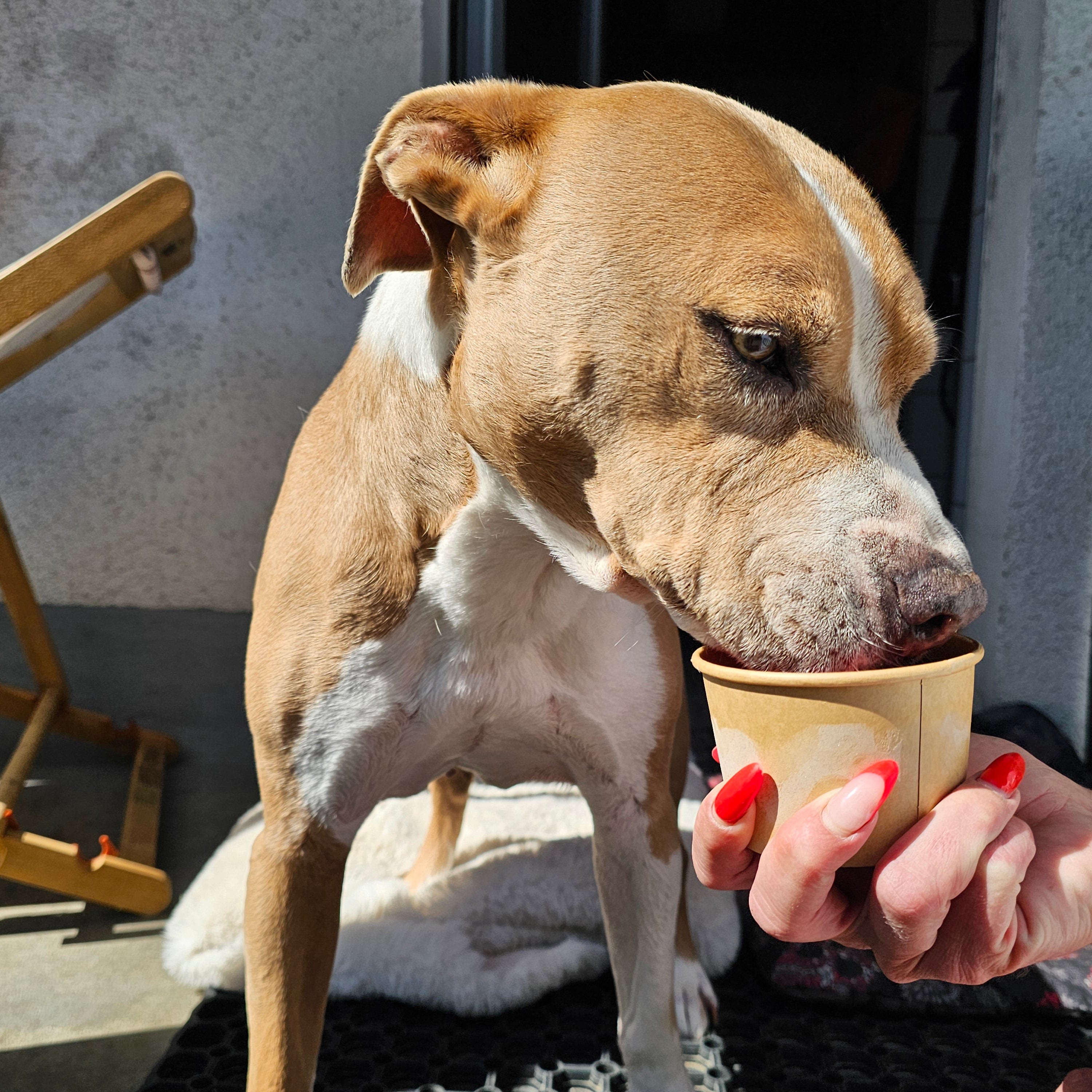 Eiscreme für Hunde – zuckerfreies Hundeeis aus natürlichen Zutaten