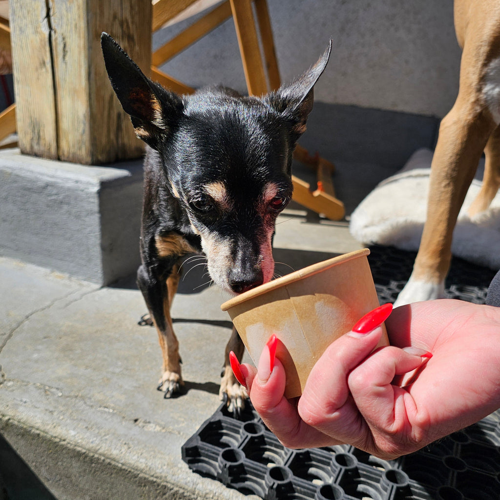 Eiscreme für Hunde – zuckerfreies Hundeeis aus natürlichen Zutaten