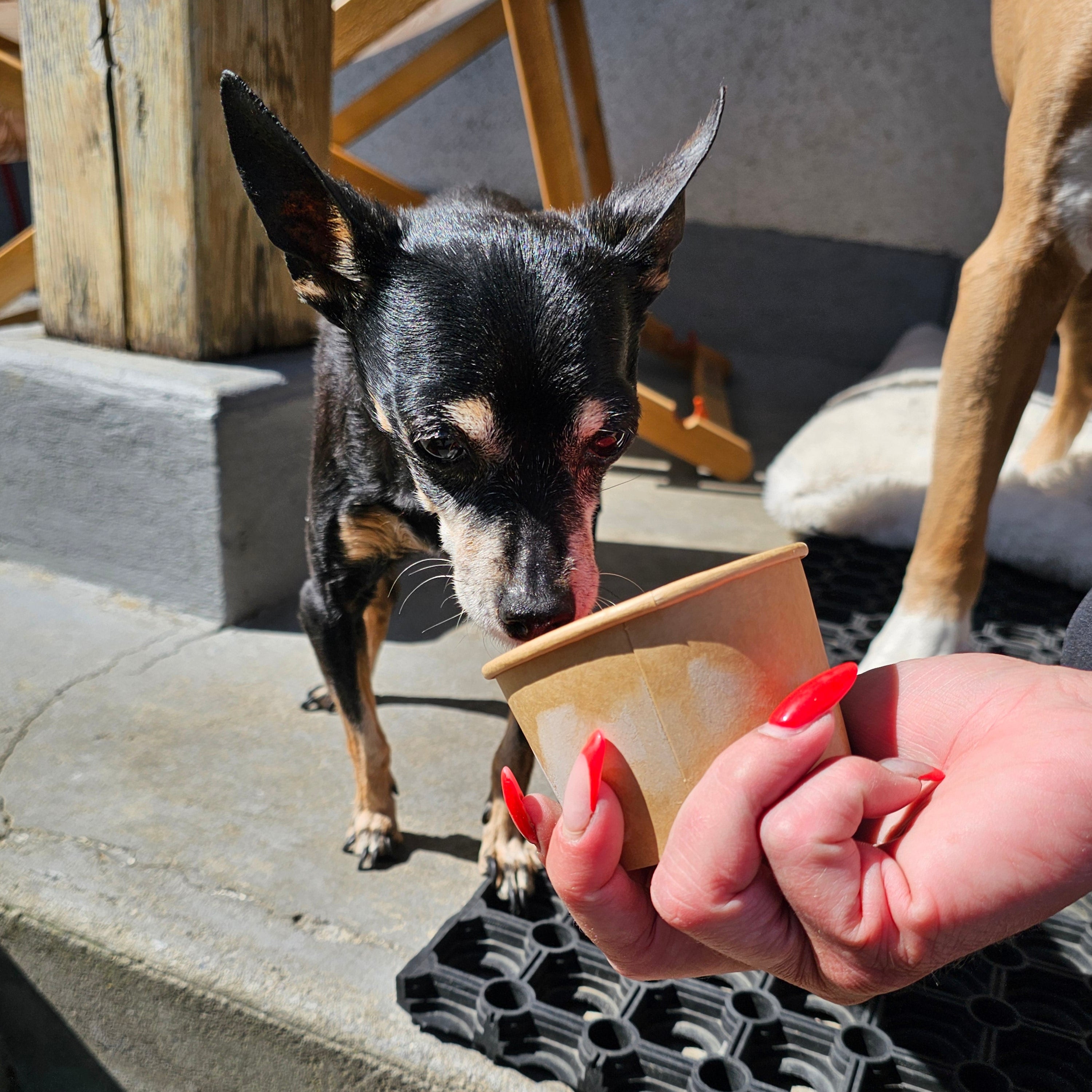 Eiscreme für Hunde – zuckerfreies Hundeeis aus natürlichen Zutaten