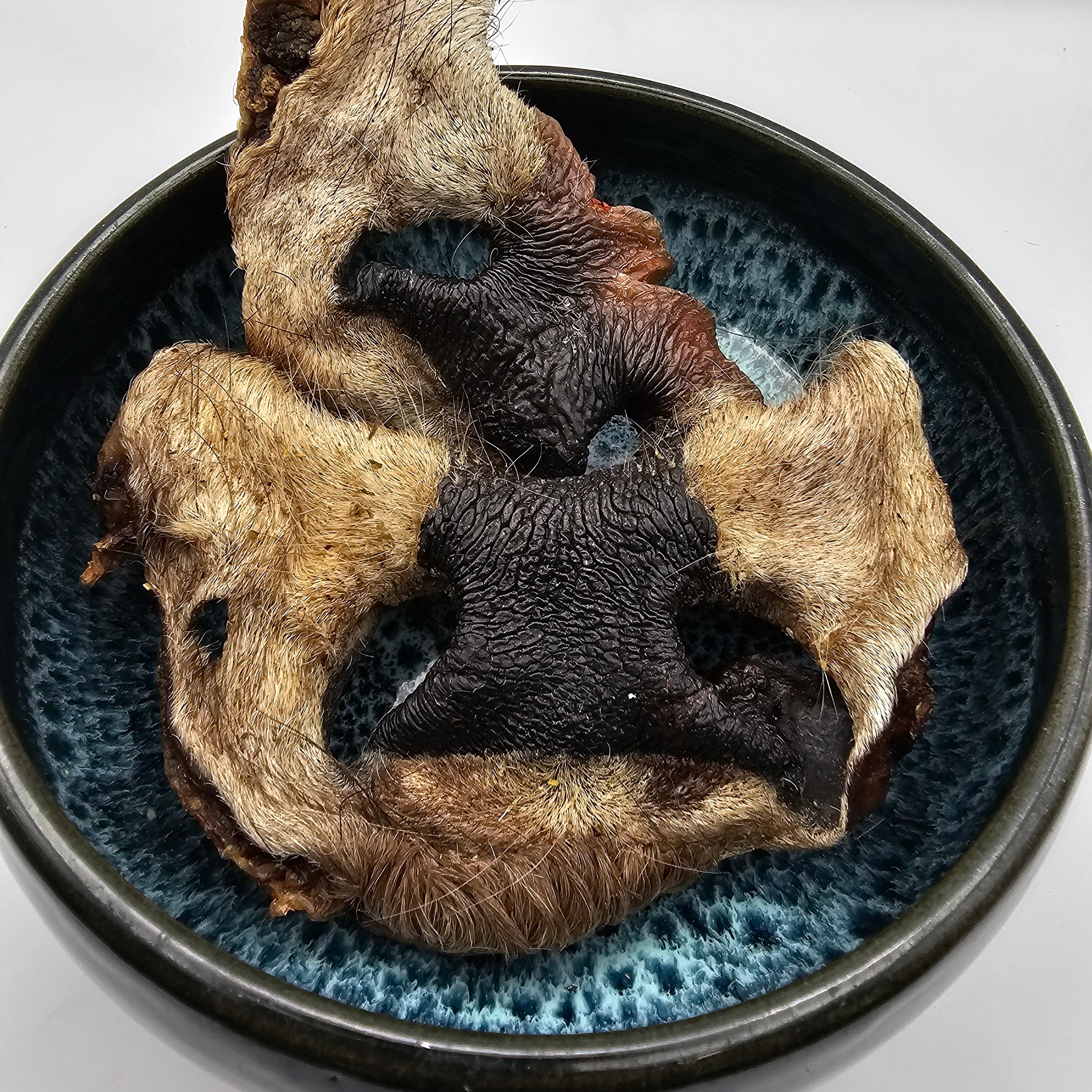 Rindernase getrocknet – ein natürlicher Kausnack für Hunde aus der Schweiz